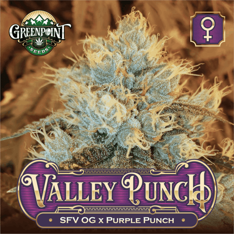 Valley Punch feminized cannabis seeds