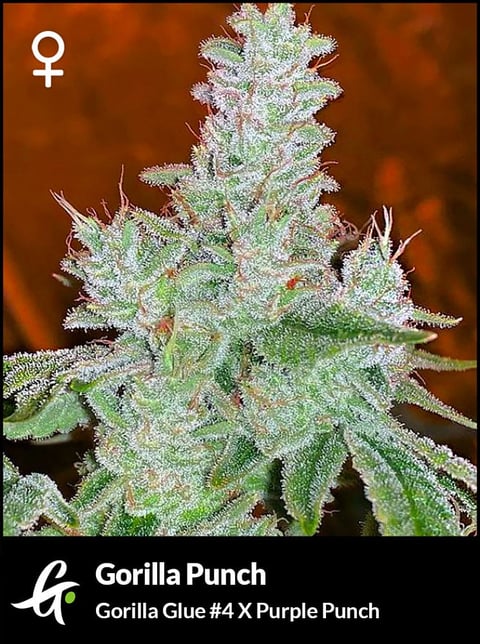 Flowering Gorilla Punch strain by Greenpoint Seeds