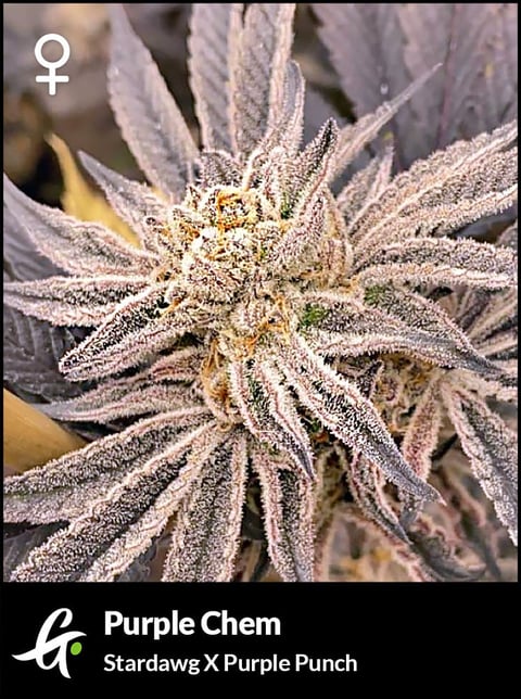 Flowering Purple Chem strain by Greenpoint Seeds