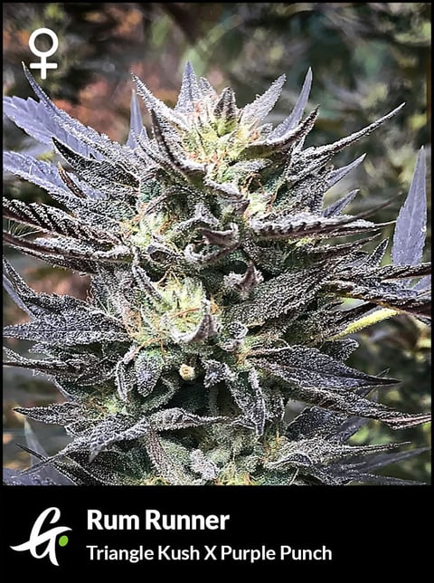 Flowering Rum Runner strain by Greenpoint Seeds