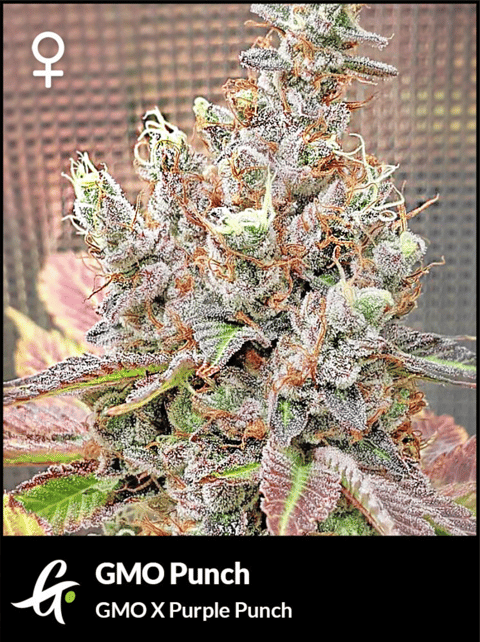 GMO Punch cannabis seeds product photo