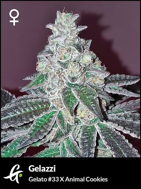 Flowering Gelazzi strain by Greenpoint Seeds