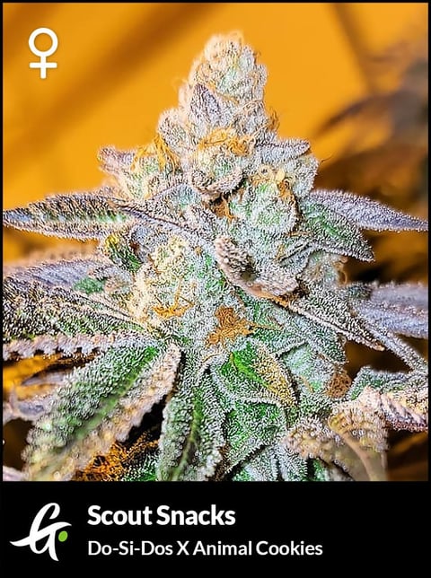 Flowering Scout Snacks strain by Greenpoint Seeds