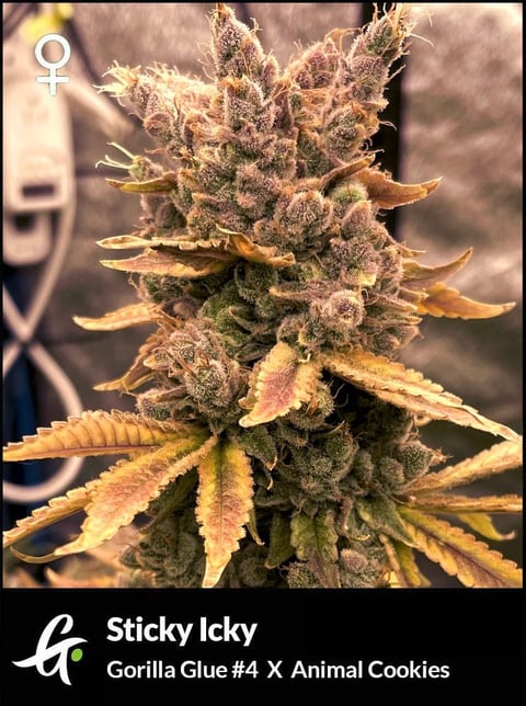 Sticky Icky strain by Greenpoint Seeds