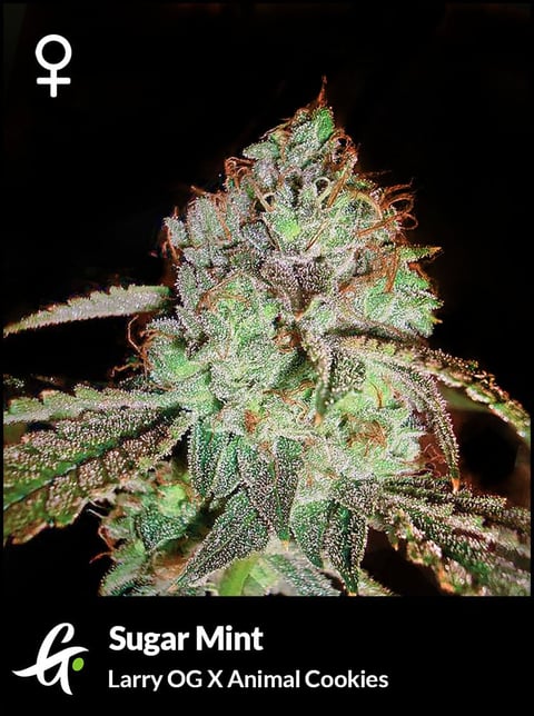 Flowering Sugar Mint strain by Greenpoint Seeds