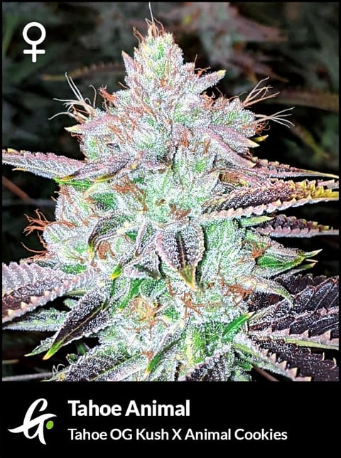 Flowering Tahoe Animal strain by Greenpoint Seeds
