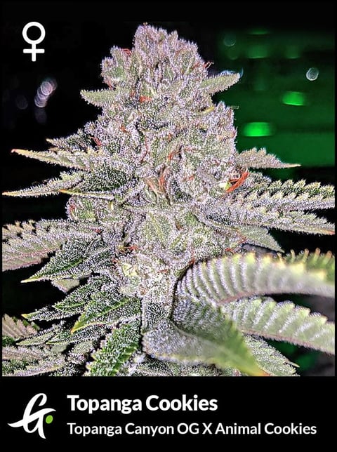 Flowering Topanga Cookies strain by Greenpoint Seeds
