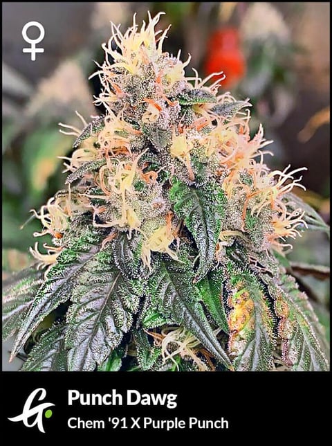 Flowering Chem '91 strain used in Punch Dawg by Greenpoint Seeds