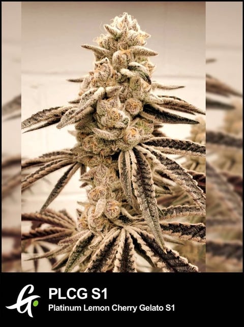 Platinum Lemon Cherry Gelato S1 cannabis plant