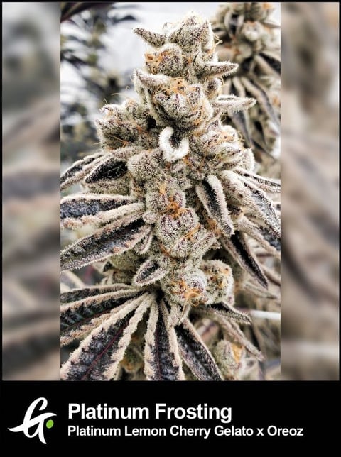 Flowering Platinum Frosting cannabis plant