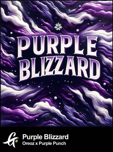 Purple Blizzard, a hybrid crossing Oreoz with Purple Punch, by Greenpoint Seeds