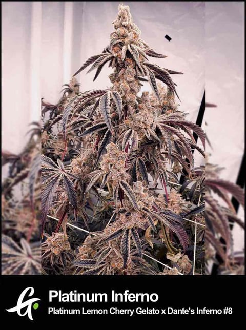 Platinum Inferno strain bred by Greenpoint Seeds