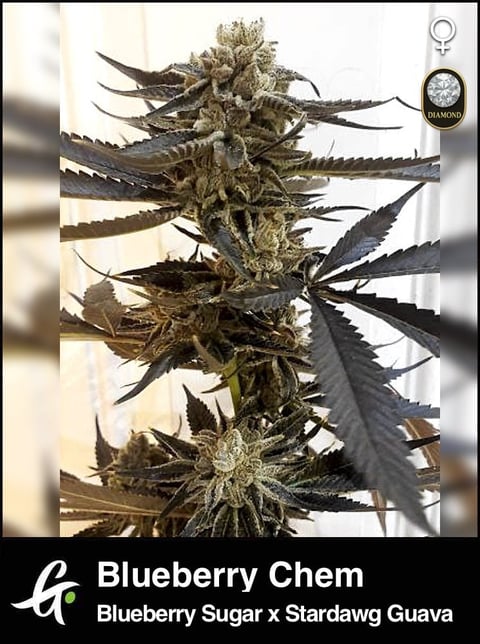 Blueberry Chem cannabis plant