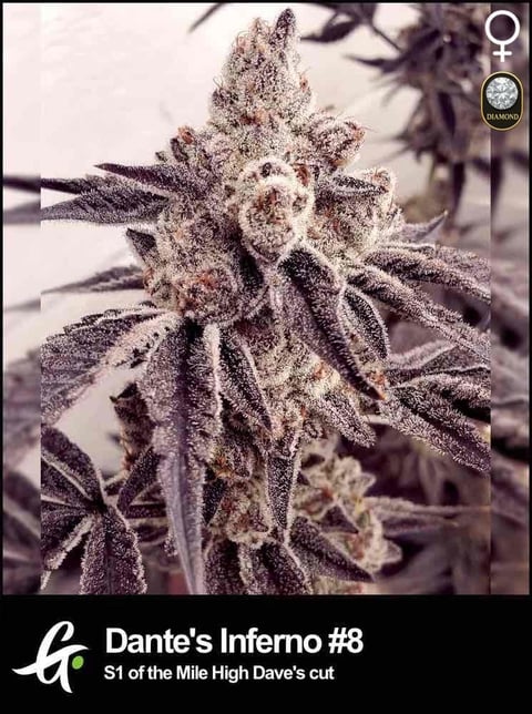 Dante's Inferno number 8 cannabis plant