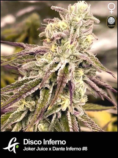Disco Inferno cannabis plant
