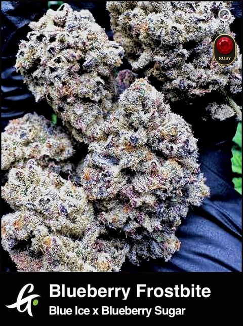 Blueberry Frostbite cannabis plant