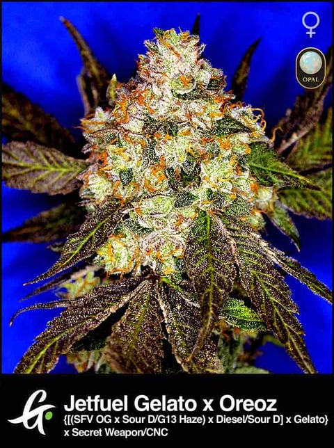 Macro image of a Jetfuel Gelato x Oreoz cannabis seed with dark tiger stripes