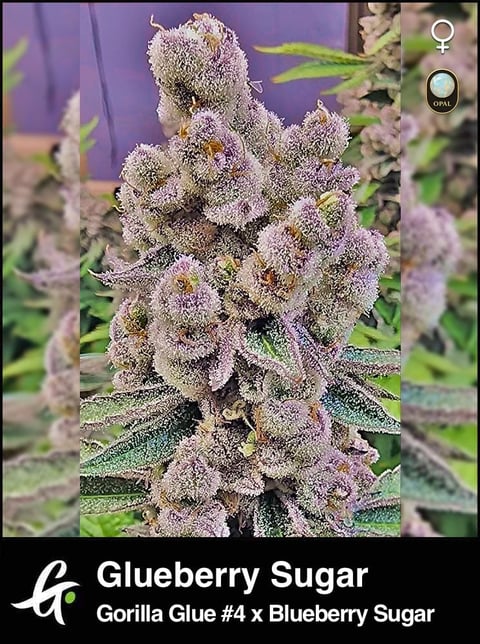 Glueberry Sugar strain by Greenpoint Seeds