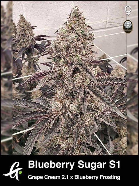 Blueberry Sugar S1 cannabis plant