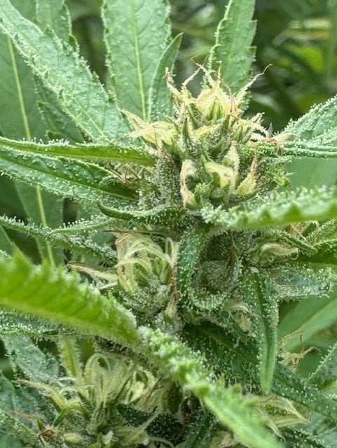 Image #3 from Jack