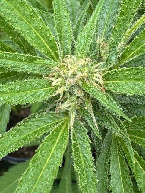 Image #2 from Jack