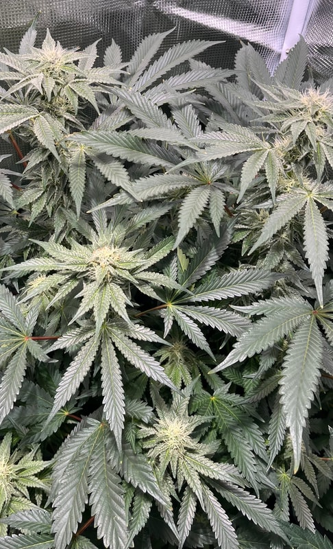 Image #1 from McFunkys Garden