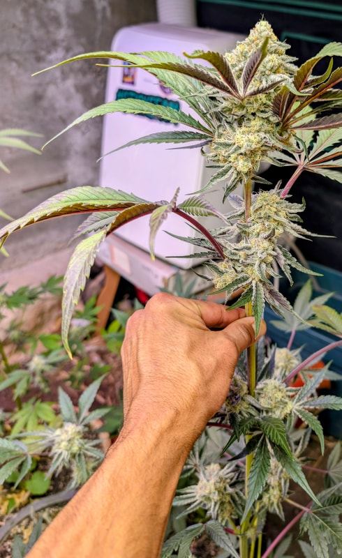 Image #1 from CESAR D.