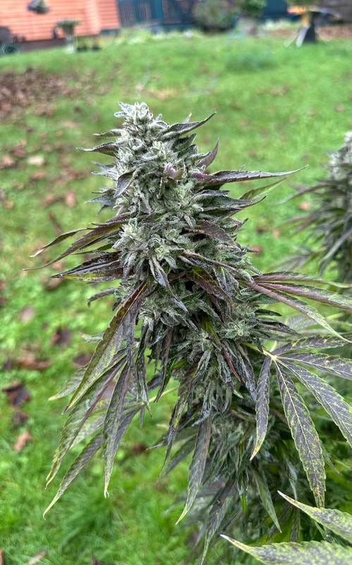 Image #2 from Nicholas Coppola