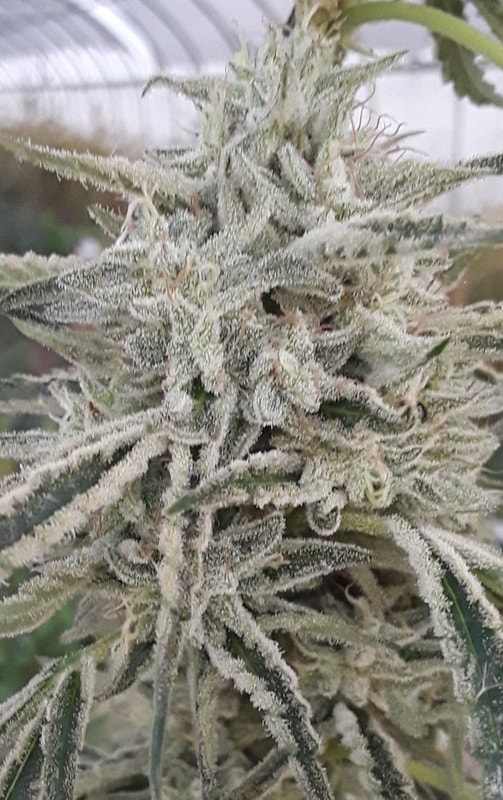 Image #1 from bumble bee