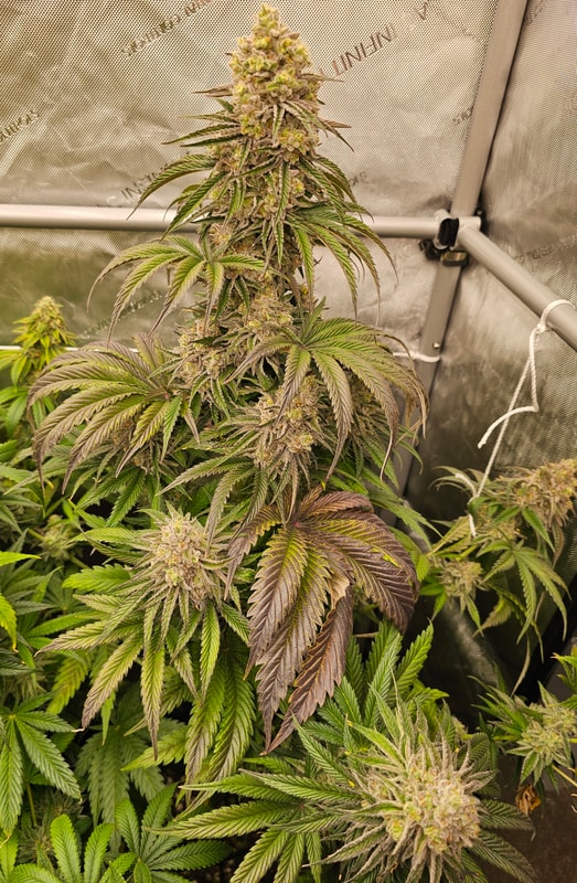 Image #1 from Robert Moats