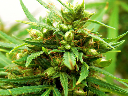 Making Feminized Cannabis Seeds