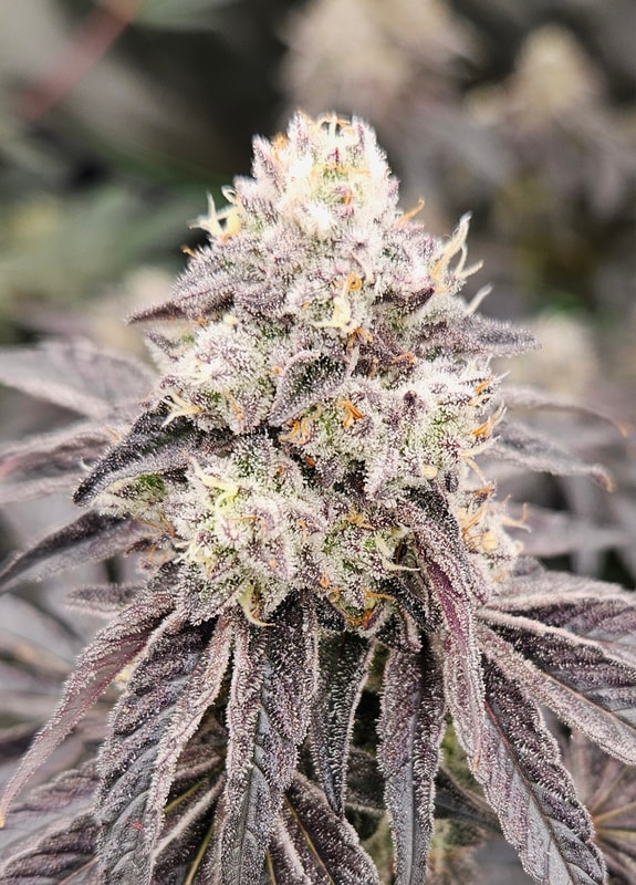 Image #1 from Hayden Smeltzer