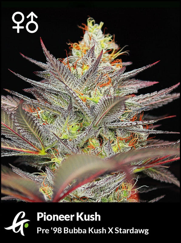 Pioneer Kush cannabis seeds