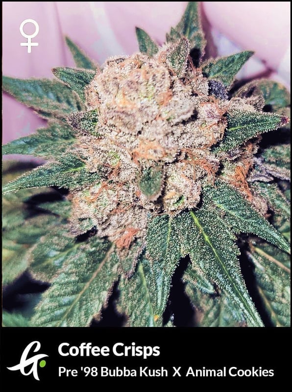 Flowering Coffee Crisps Cannabis Strain by Greenpoint Seeds