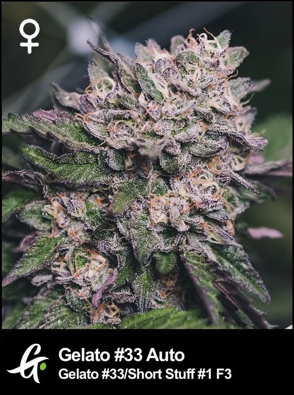 Gelato Auto
