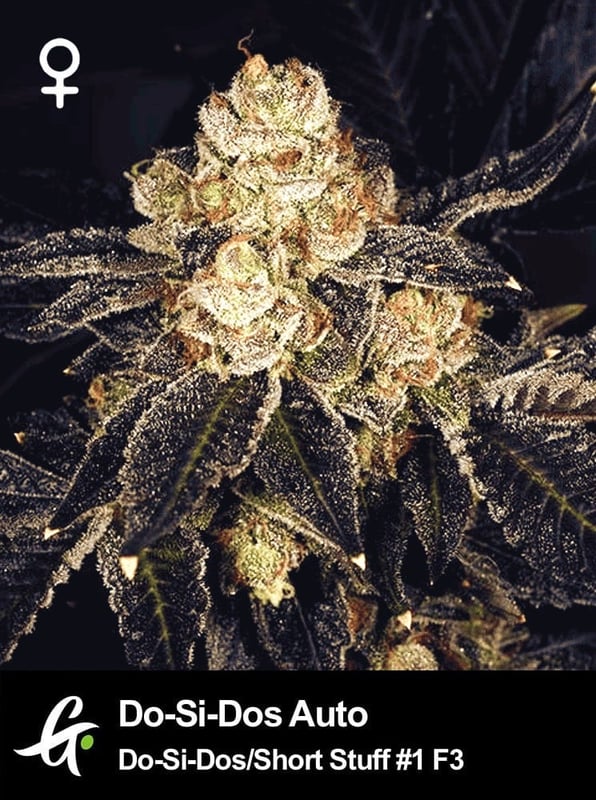 Do-Si-Dos Auto