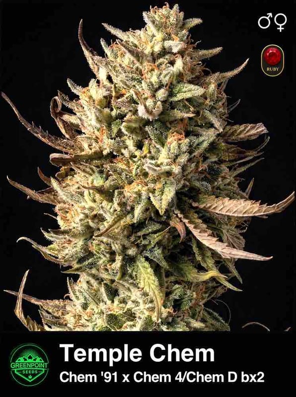Temple Chem strain product photo