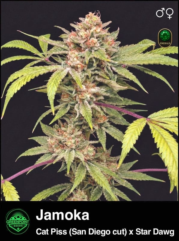 jamoka seeds
