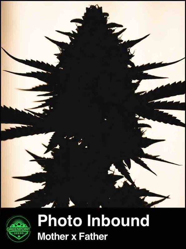 New Greenpoint Seeds strain — placeholder image