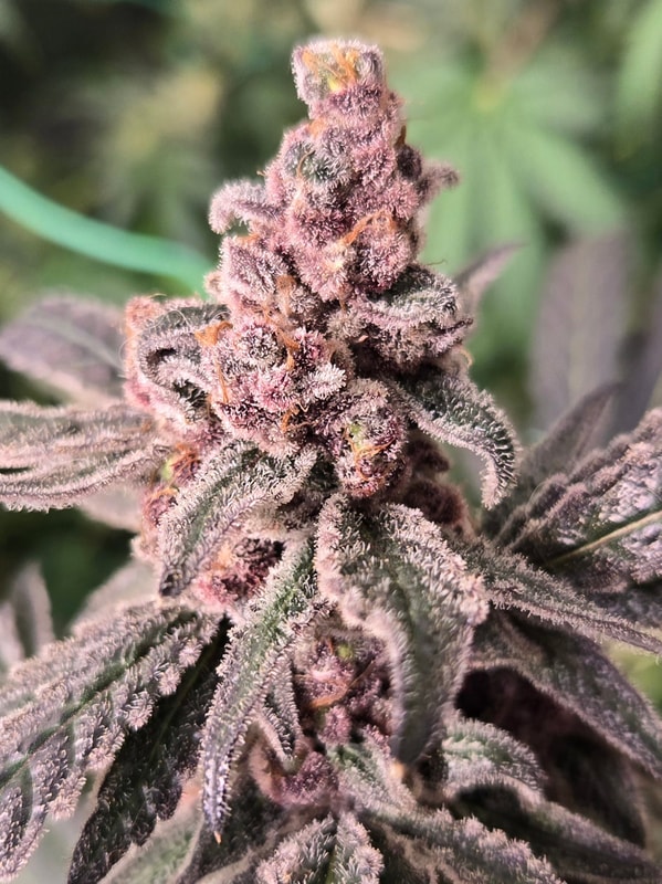 Image #1 from Trevor Broll