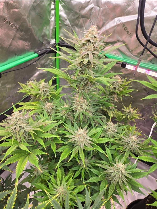 Image #1 from GrowDaddy22