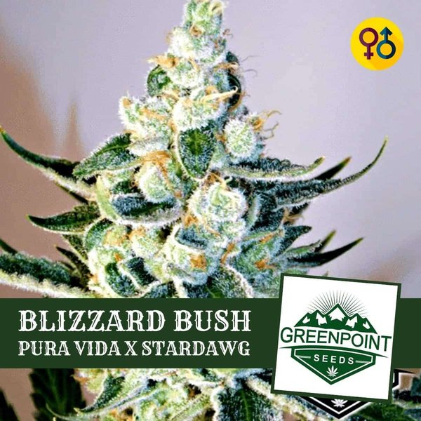 Blizzard Bush - Pura Vida X Star Dawg Cannabis Seeds | Greenpoint Seeds