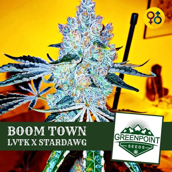 Boom Town - Las Vegas Triangle Kush (LVTK) X Stardawg | Greenpoint Seeds