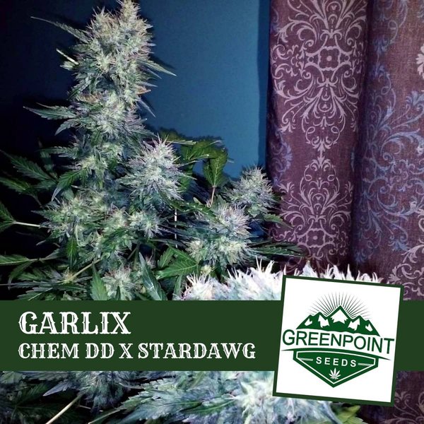 Garlix - Chem DD x Stardawg Cannabis Seeds | Greenpoint Seeds