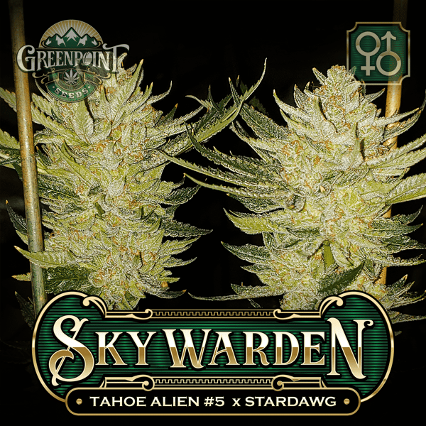 Tahoe Alien #5 x Stardawg Seeds - Sky Warden Cannabis Seeds - Greenpoint Seed Bank Colorado
