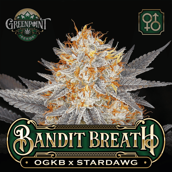 OGKB x Stardawg Seeds | Bandit Breath Cannabis Seeds - USA