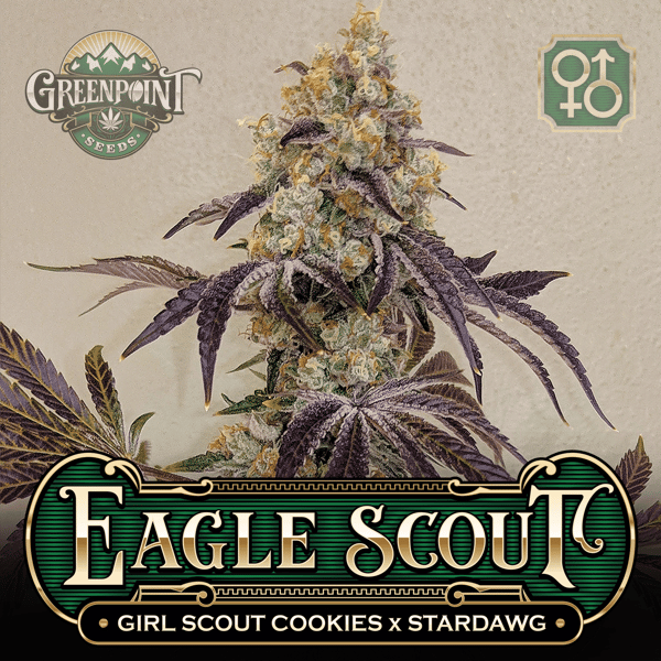 Girl Scout Cookies (GSC) x Stardawg Seeds - Eagle Scout Cannabis Seeds - US Seed Bank