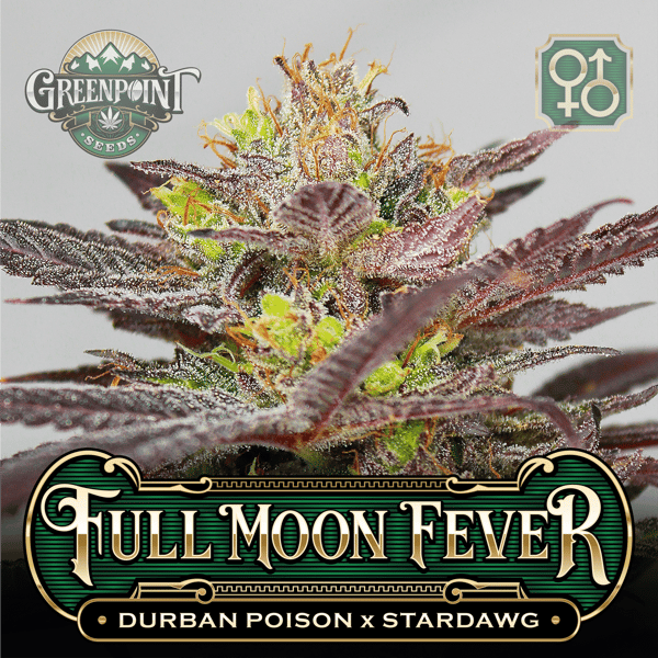 Durban Poison x Stardawg Seeds - Full Moon Fever Cannabis Seeds - US Seed Bank