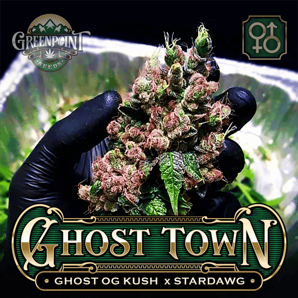 Ghost OG Kush x Stardawg Seeds | Ghost Town Cannabis Seeds