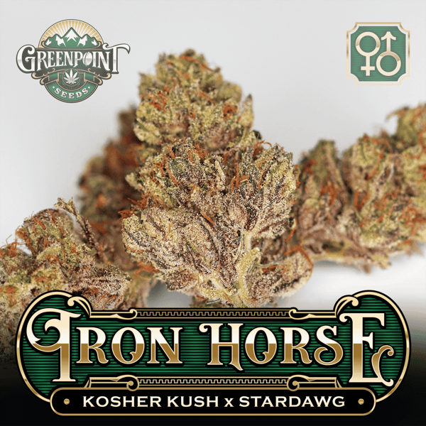 Kosher Kush x Stardawg Seeds - Iron Horse Cannabis Seeds - US Seed Bank